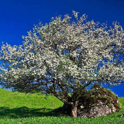 加拿大28下载手机版